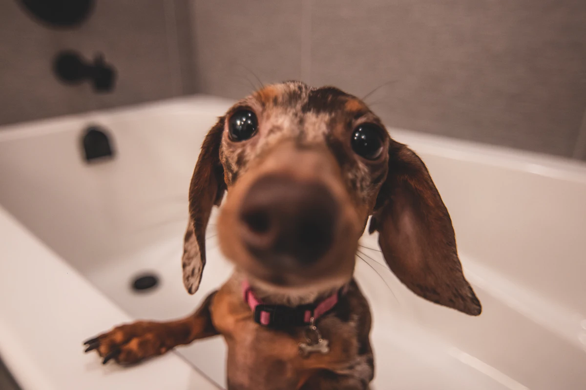 Perro durante su baño a domicilio