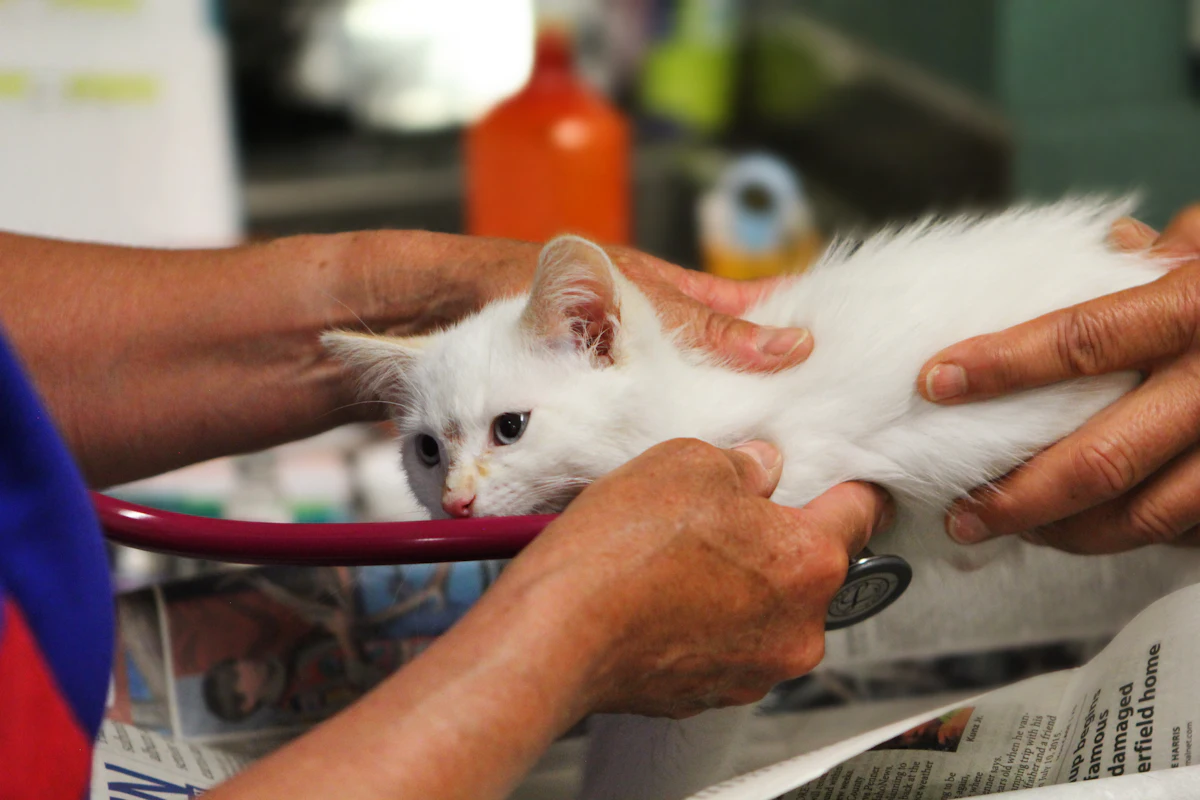 Veterinario auscultando a un gatito