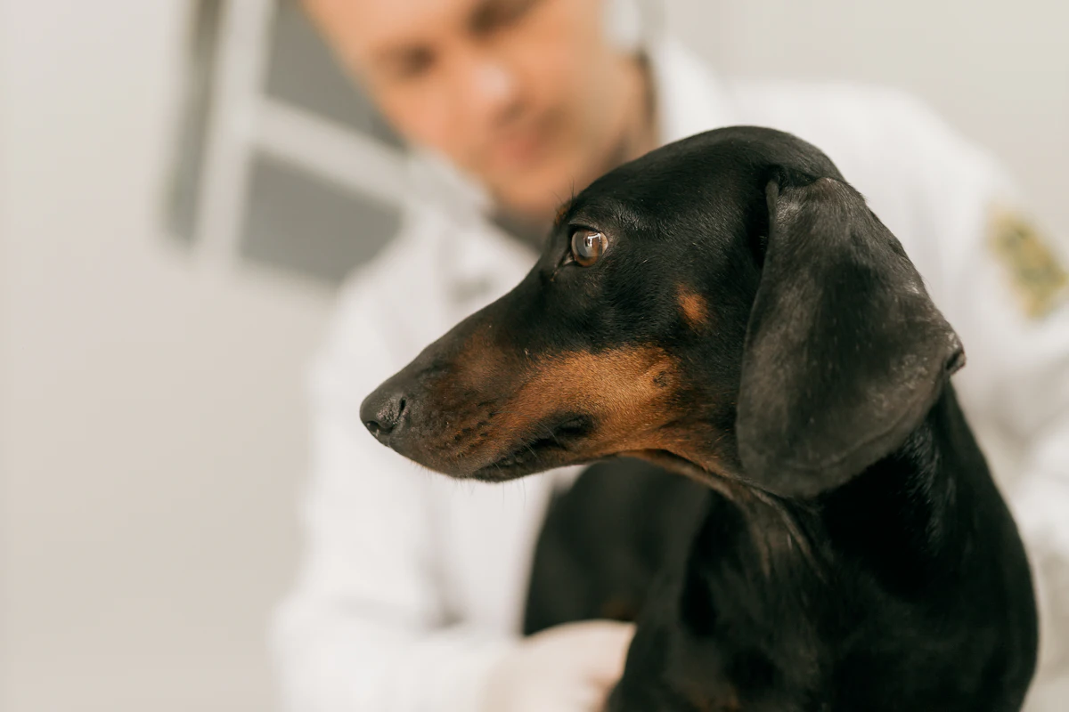 Médico veterinario auscultando a un perro durante una consulta