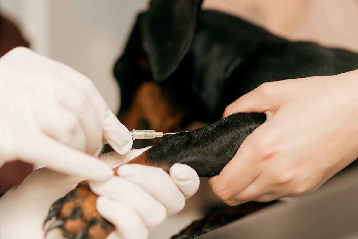Veterinario aplicando una vacuna a un perro